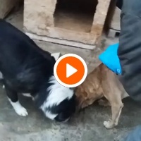 photo de livraison pour Prieten Credincios