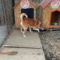 photo de livraison pour Refuge pour chiens de Baia Mare