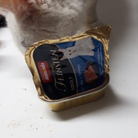photo de livraison pour Les Chats'nonymes