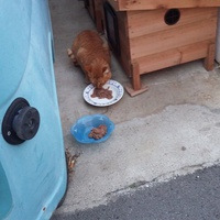 photo de livraison pour Chats cerbériens