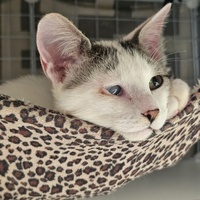 photo de livraison pour Les Chats de Dugny