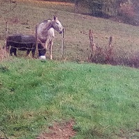 photo de livraison pour Chats errants du val du crenu