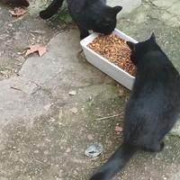 photo de livraison pour Les chats libres de Caro