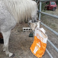 photo de livraison pour Happy Horse Day