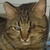 photo animal