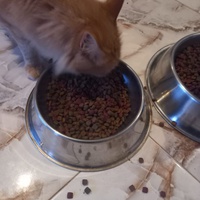 photo de livraison pour Comme Chiens et Chats Maroc
