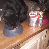 photo de livraison pour Patounes de Chats