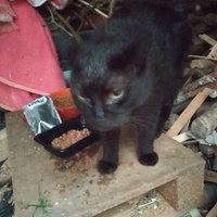 photo de livraison pour Les Chats de la Rue