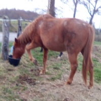 photo de livraison pour Refuge cheval Espoir
