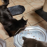 photo de livraison pour Chat de Gout'hier sans Toit