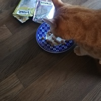 photo de livraison pour Association Chats Errants Ronchin