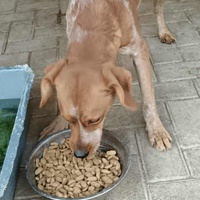 photo de livraison pour Civic Initiative Kane Korzo Skopje