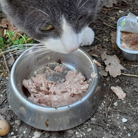 photo de livraison pour Cat Miaou