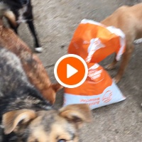 photo de livraison pour Saving Orphaned Souls Sheila's Animal Rescue Mission