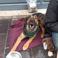 photo de livraison pour Croquette et Macadam