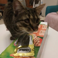 photo de livraison pour Chamaya