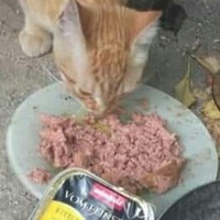 photo de livraison pour Les Chats-Pitresdelavi-Ste