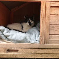 photo de livraison pour Adopte 1 Chat | L211-27