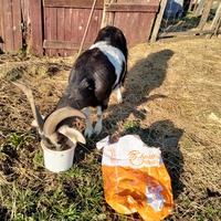 photo de livraison pour Chats errants du val du crenu