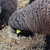 photo animal