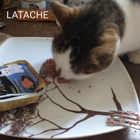 photo de livraison pour Nos P'tits Coeurs Perdus