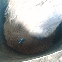 photo de livraison pour Equi-Libre : Droit à la Retraite Equine