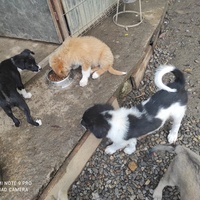 photo de livraison pour Asociatia Save A Life - Salvează O Viata