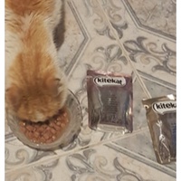 photo de livraison pour Association des Chats Camarguais