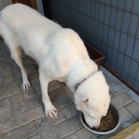 photo de livraison pour Civic Initiative Kane Korzo Skopje