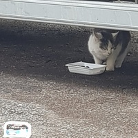 photo de livraison pour La Vraie Magie des Chats