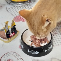 photo de livraison pour Cat Miaou