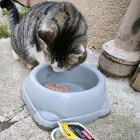 photo de livraison pour Trois P'tits Chats