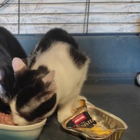 photo de livraison pour Les Chats de la Rue