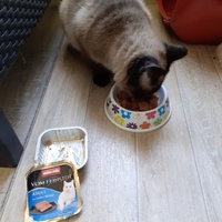 photo de livraison pour Les Chats de la Rue
