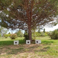 photo de livraison pour STREET CATS