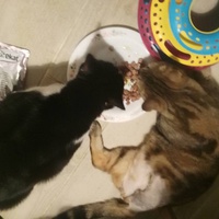 photo de livraison pour Les Pattounes de l'Espoir