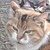 photo animal
