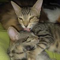 photo de livraison pour Les Pattounes de l'Espoir