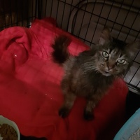 photo de livraison pour SOS Chats en Détresse