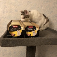photo de livraison pour Les Félins de la Semoy