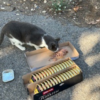 photo de livraison pour Les chats Port-Saint-Louisiens