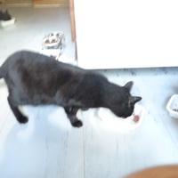 photo de livraison pour Chats Heureux