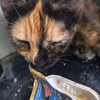 photo de livraison pour Les Pattounes de l'Espoir