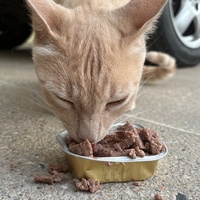photo de livraison pour Les Chats de la Rue