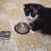 photo de livraison pour L'école du Chat d'Ollioules