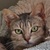 photo animal