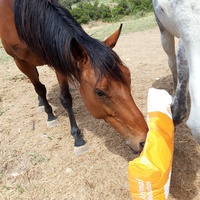 photo de livraison pour Happy Horse Day