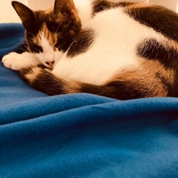 photo de livraison pour Association C.A.T.S. Chat Animal Terrien Solidarité