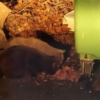 photo de livraison pour Protect Cat