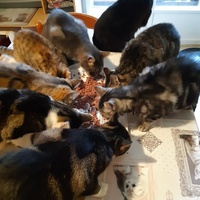 photo de livraison pour Pour l'Amour des Chats